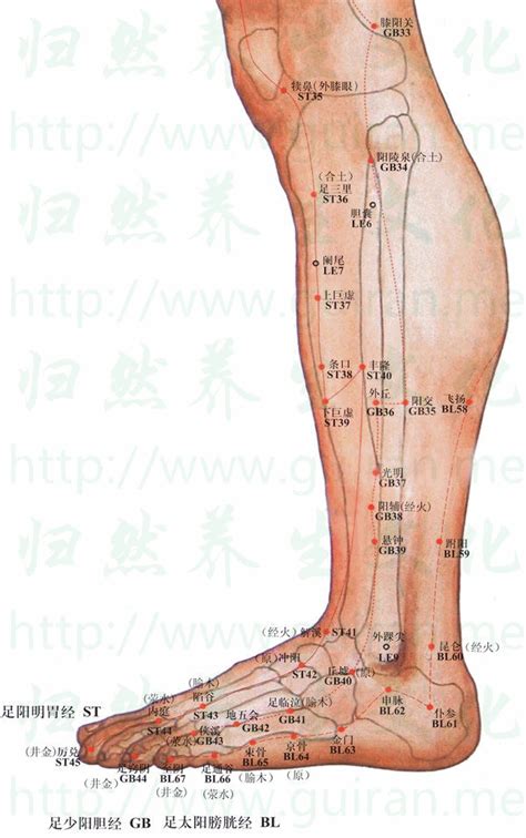 口穴|條口穴位置 